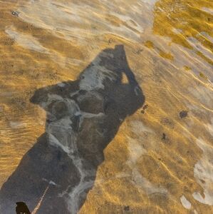 Meet your Posher, Jass